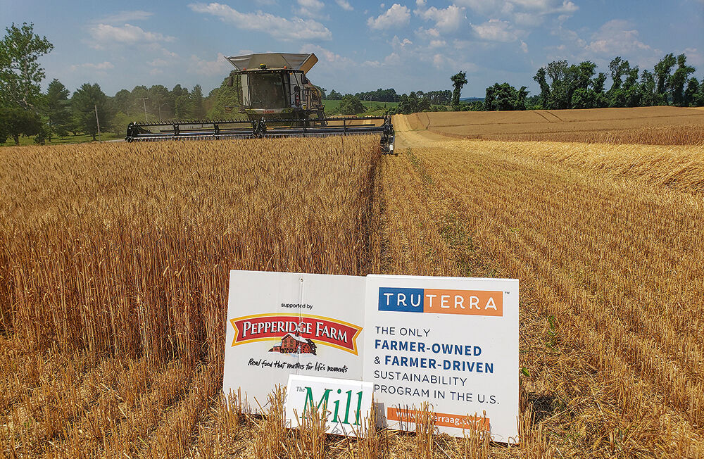 Wheat harvest by Truterra partner farm